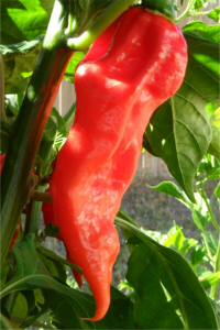 Fatalii Red